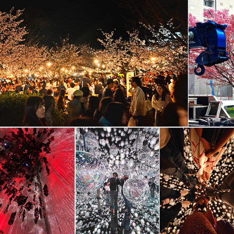 Blossom trees pathway in Japan