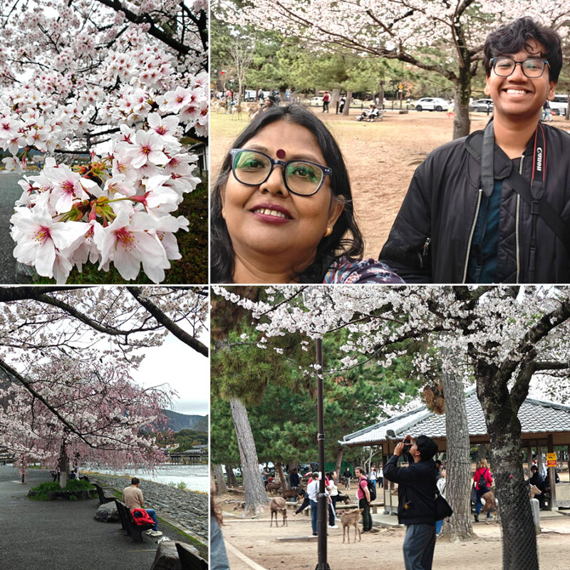Cherry blossom walkway in Japan