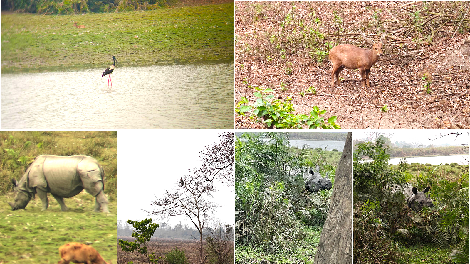 Assam wildlife safari 