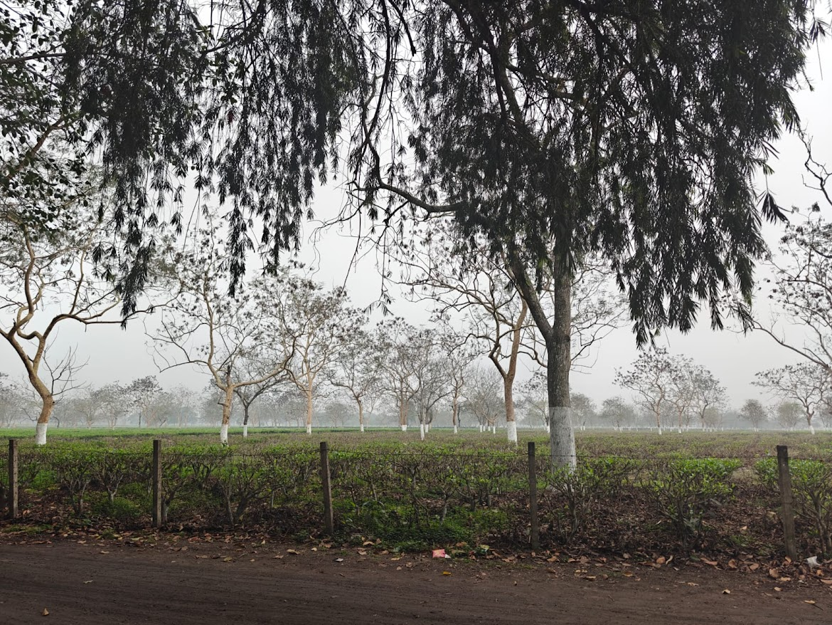 road side tree assam